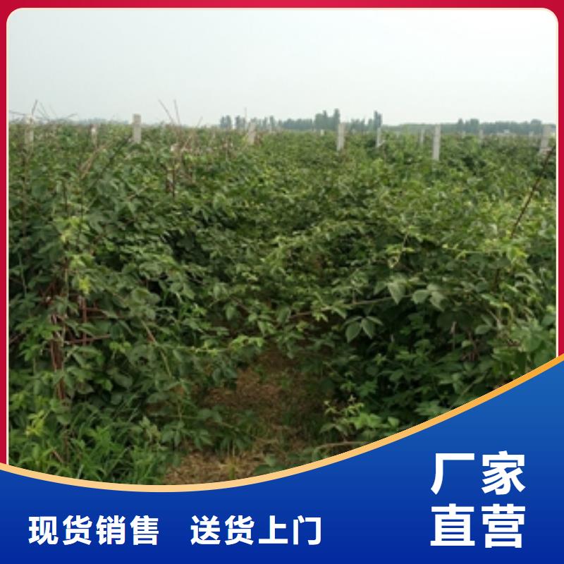 【树莓苗】-泰山景松 造型景松现货批发-服务区域包括蒲城|光泽|漳州|三明|泉州|厦门|莆田等-产品视频