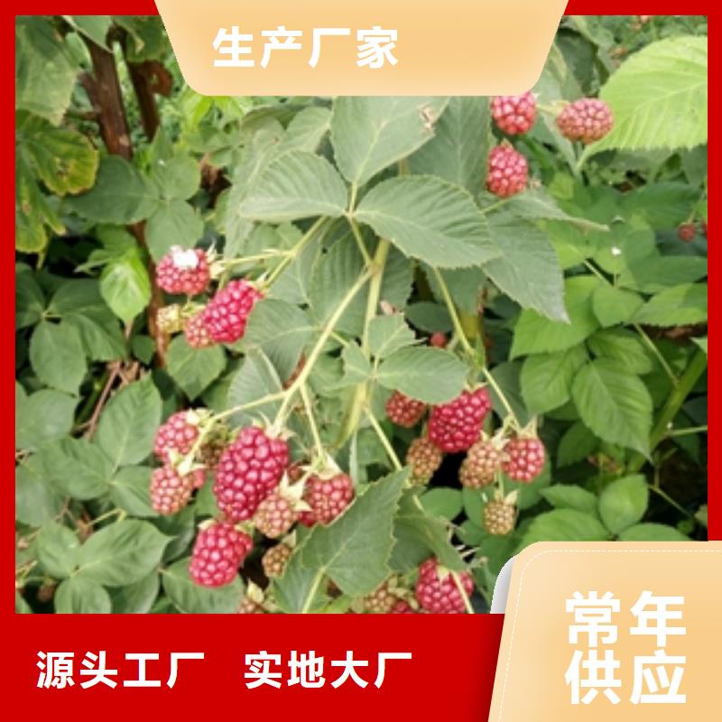 【 树莓苗 钙果苗源头直供】-正家园艺场(大兴安岭市分公司)
