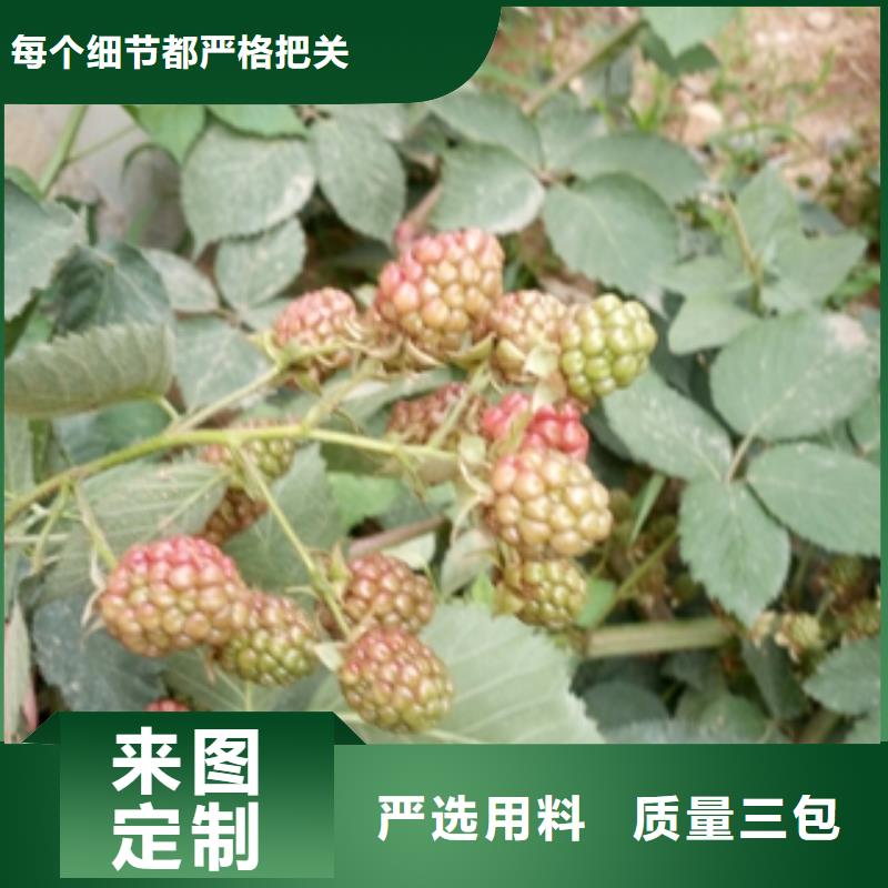 【 树莓苗 钙果苗源头直供】-正家园艺场(大兴安岭市分公司)
