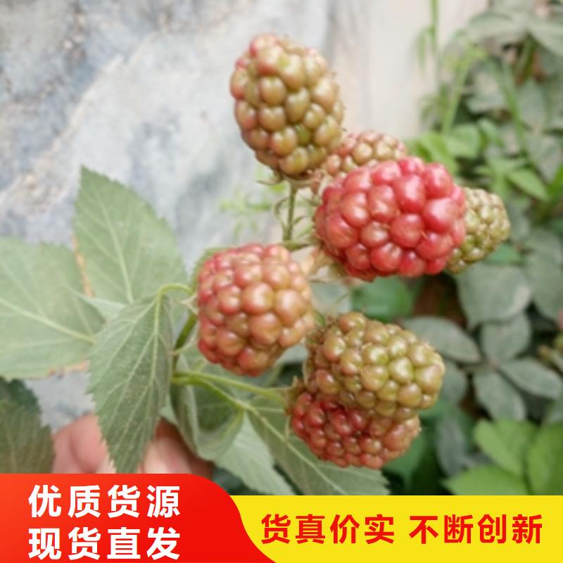 【树莓苗】_蓝莓苗生产经验丰富本地供应商