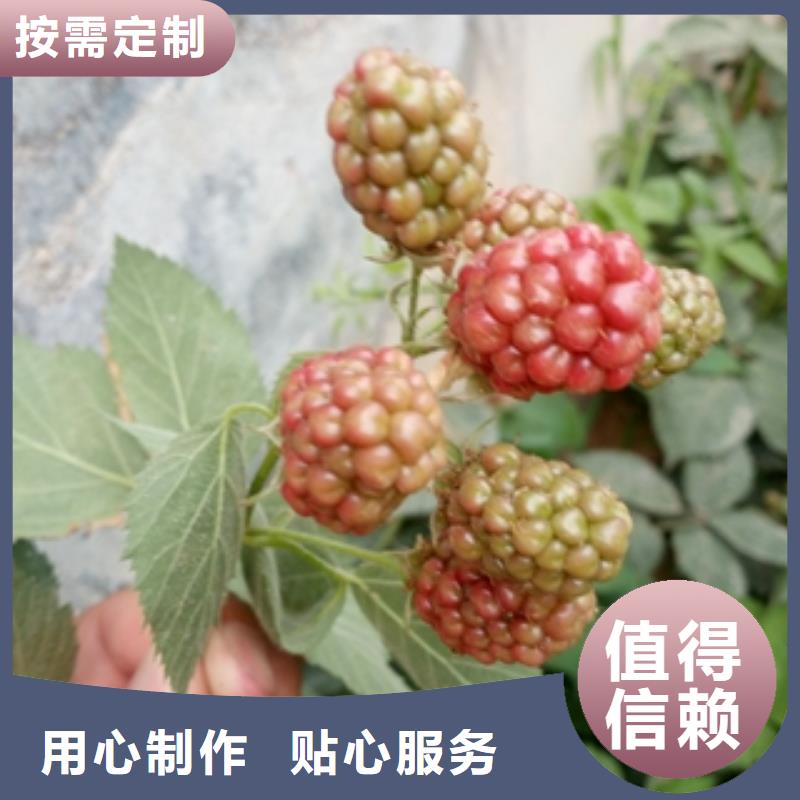 -呼玛|塔河|黑河|齐齐哈尔|牡丹江|鹤岗|哈尔滨|绥化|佳木斯【 树莓苗 钙果苗源头直供】