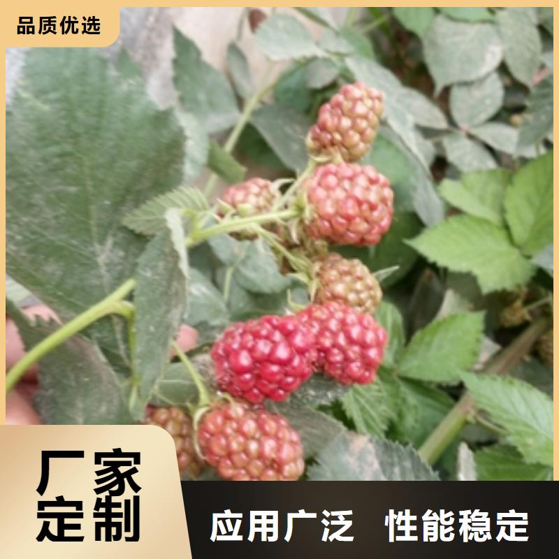 【 树莓苗 钙果苗源头直供】-正家园艺场(大兴安岭市分公司)