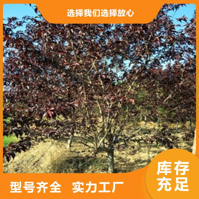 桃树核桃苗樱花苗长果桑树苗研发生产销售