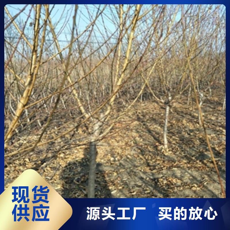 桃树【核桃苗樱花苗长果桑树苗】厂家直接面向客户