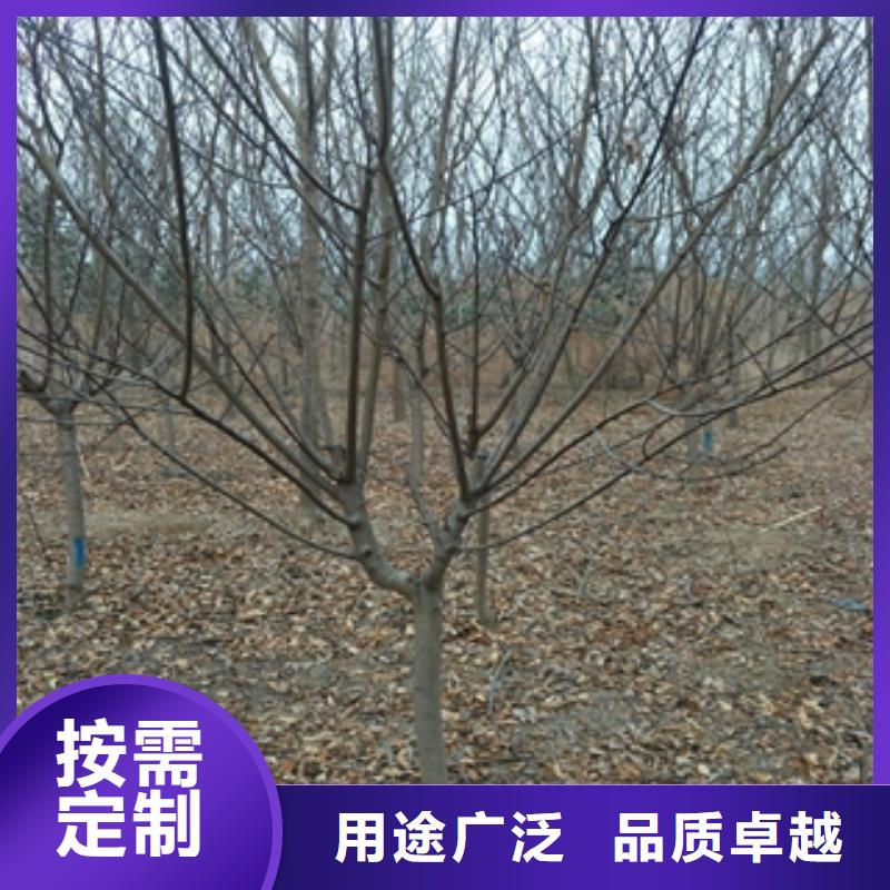 桃树_樱桃苗优选厂家