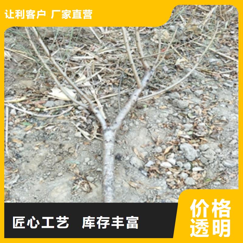 【桃树】核桃苗樱花苗长果桑树苗随心所欲定制