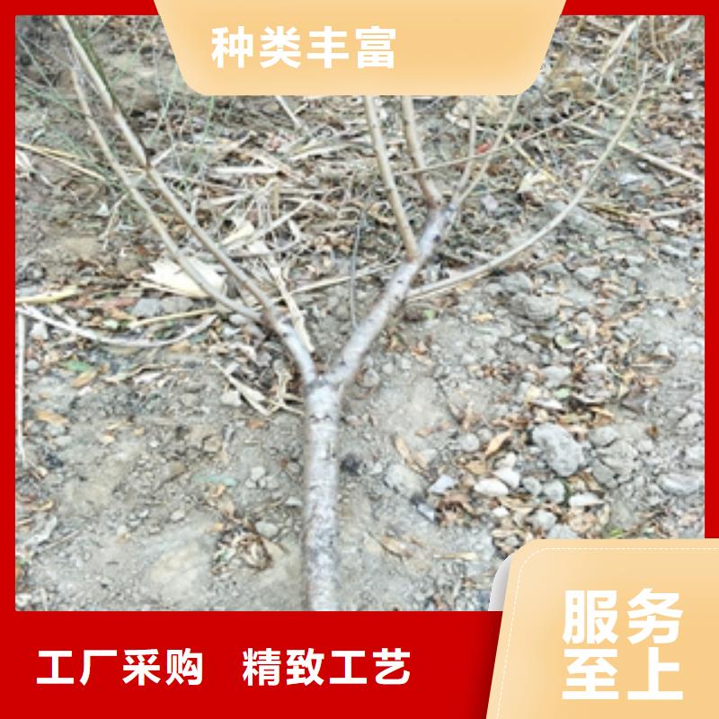 桃树-【蓝莓苗】按需定做