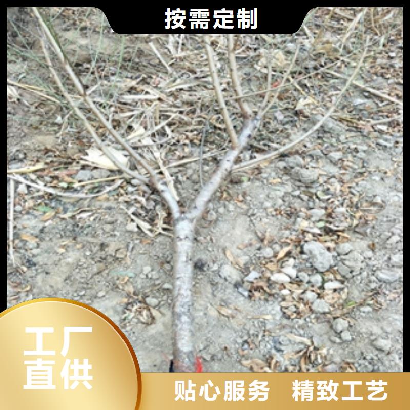 桃树_核桃苗樱花苗长果桑树苗全新升级品质保障