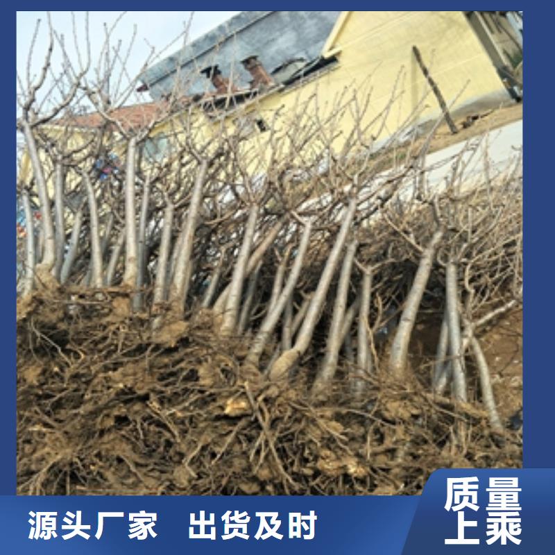 桃树占地果树实体诚信经营