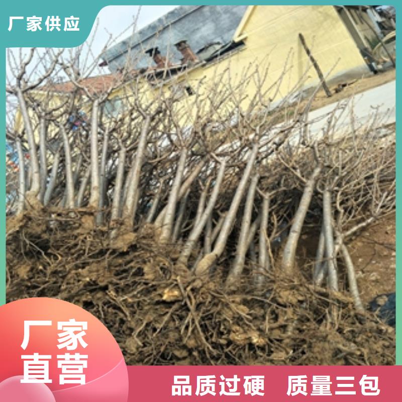 【桃树-树莓苗规格型号全】