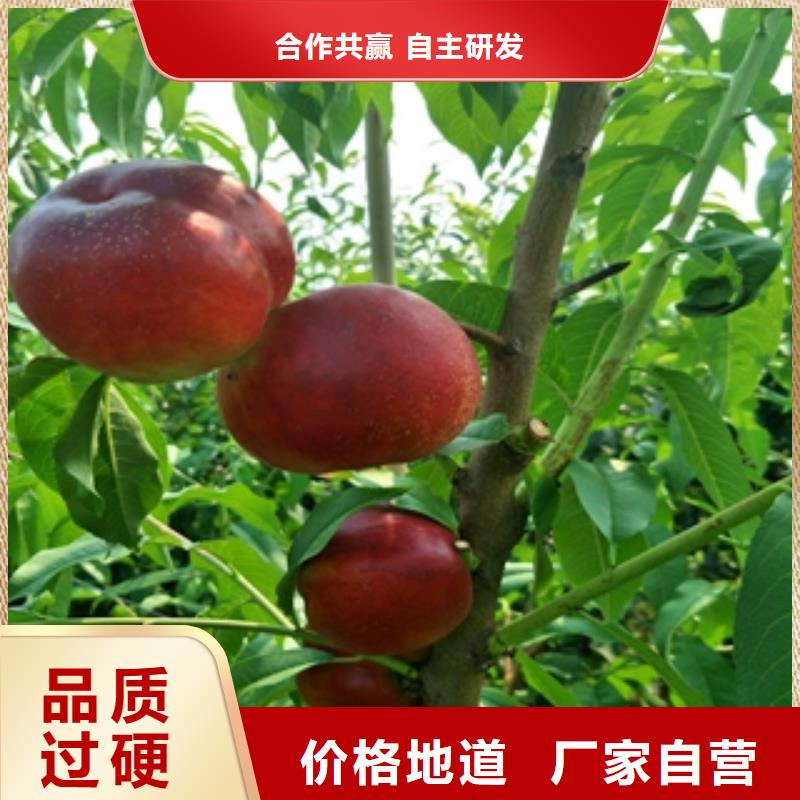 桃树-【核桃苗 樱花苗 长果桑树苗】精品优选