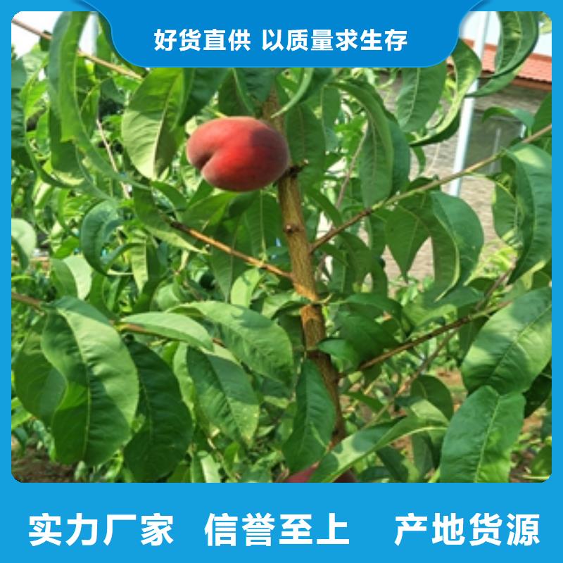 桃树-【核桃苗 樱花苗 长果桑树苗】精品优选正家