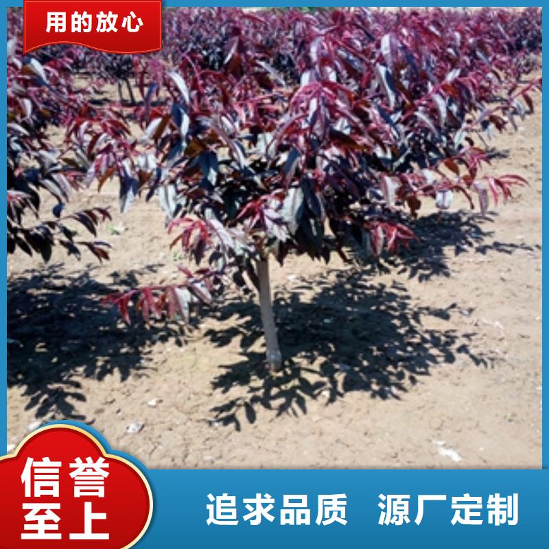 【桃树】核桃苗樱花苗长果桑树苗厂家直营