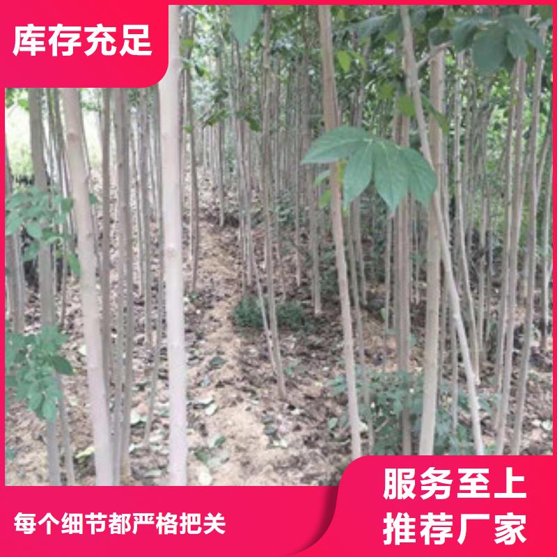 【杜仲】,钙果苗厂家直销售后完善-正家园艺场(澳门分公司)