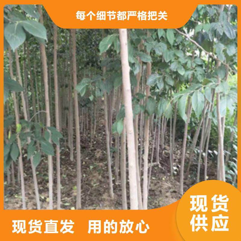 【杜仲】,钙果苗厂家直销售后完善-正家园艺场(澳门分公司)