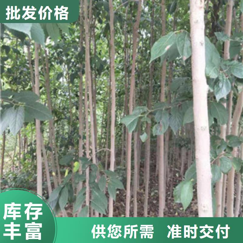 【杜仲】,钙果苗厂家直销售后完善-正家园艺场(澳门分公司)