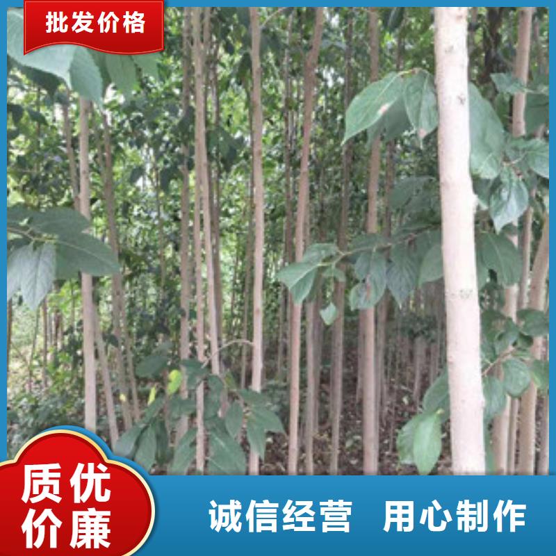 【杜仲】_蓝莓苗诚信商家《正家》