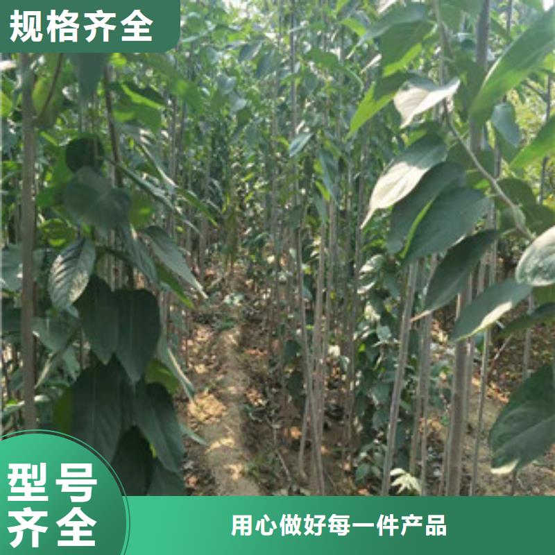【杜仲】,钙果苗厂家直销售后完善-正家园艺场(澳门分公司)