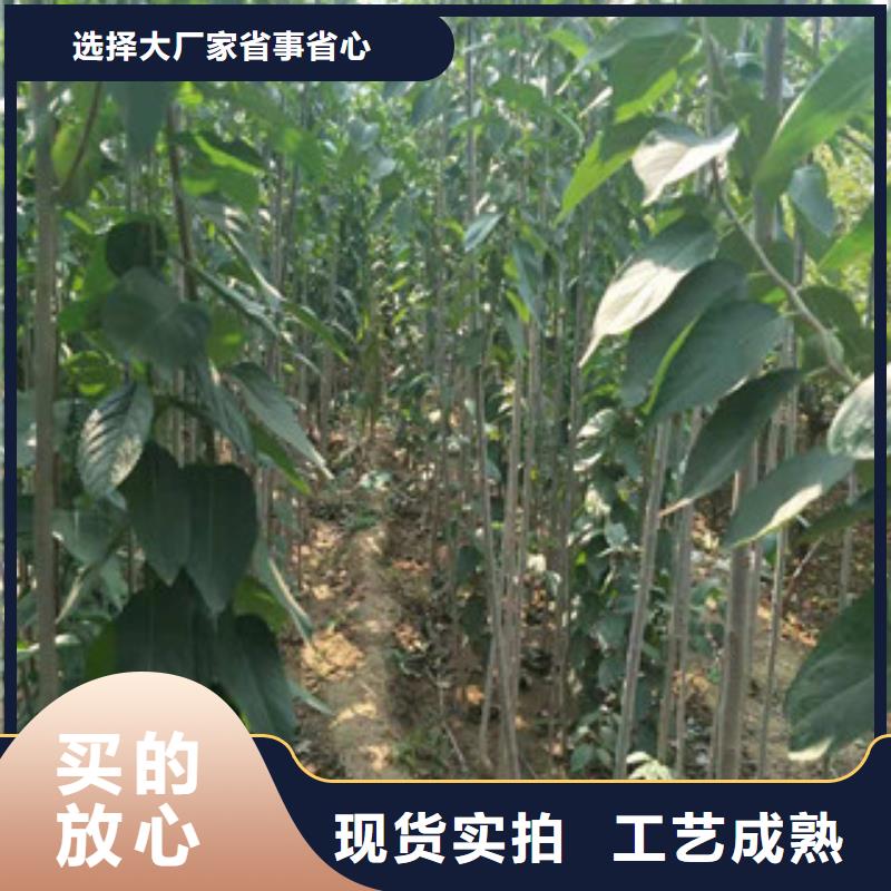 【 杜仲占地果树交货准时】-服务区域包括华安|东山|莆田|宁德|三明|泉州|福州|龙岩|厦门等-产品视频