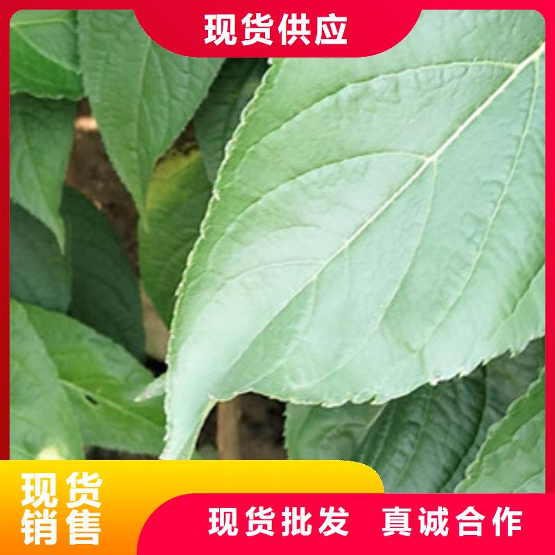 【 杜仲占地果树交货准时】覆盖范围含|华安|漳浦|福州|莆田|三明|龙岩|南平
