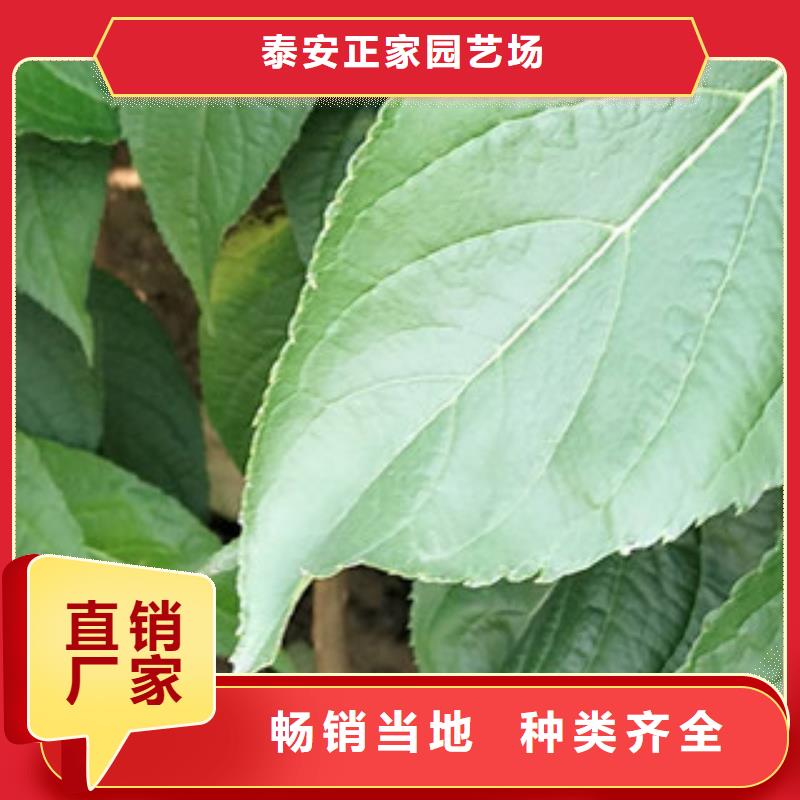 【杜仲】,钙果苗厂家直销售后完善-正家园艺场(澳门分公司)