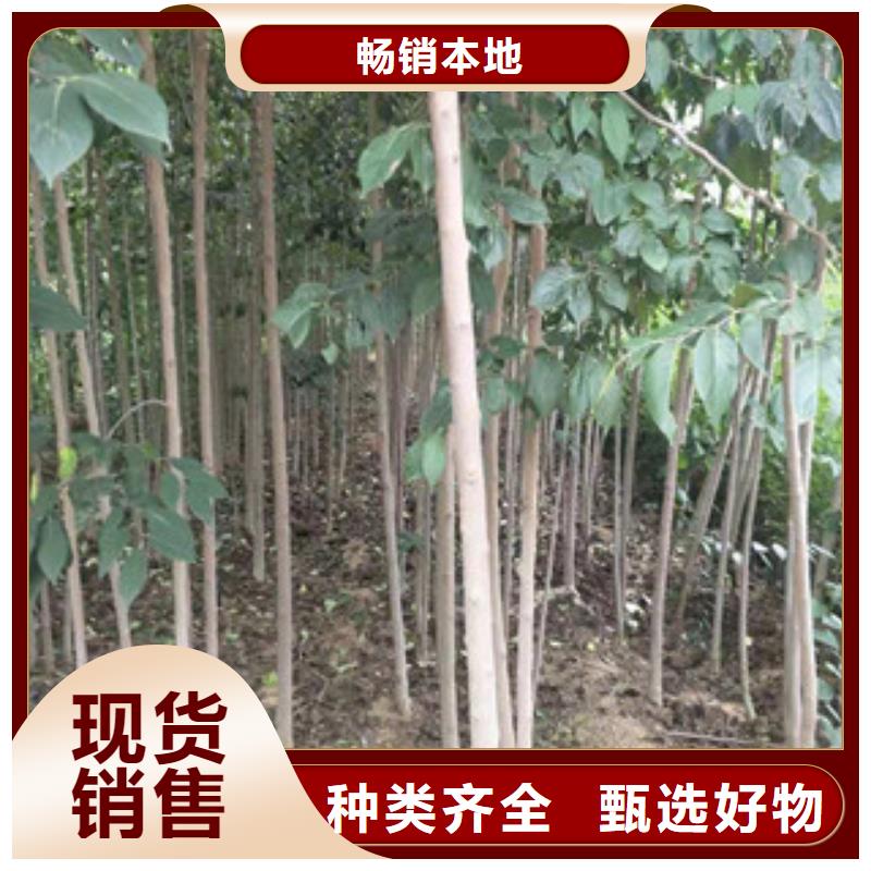 【 杜仲占地果树交货准时】-服务区域包括华安|东山|莆田|宁德|三明|泉州|福州|龙岩|厦门等-产品视频