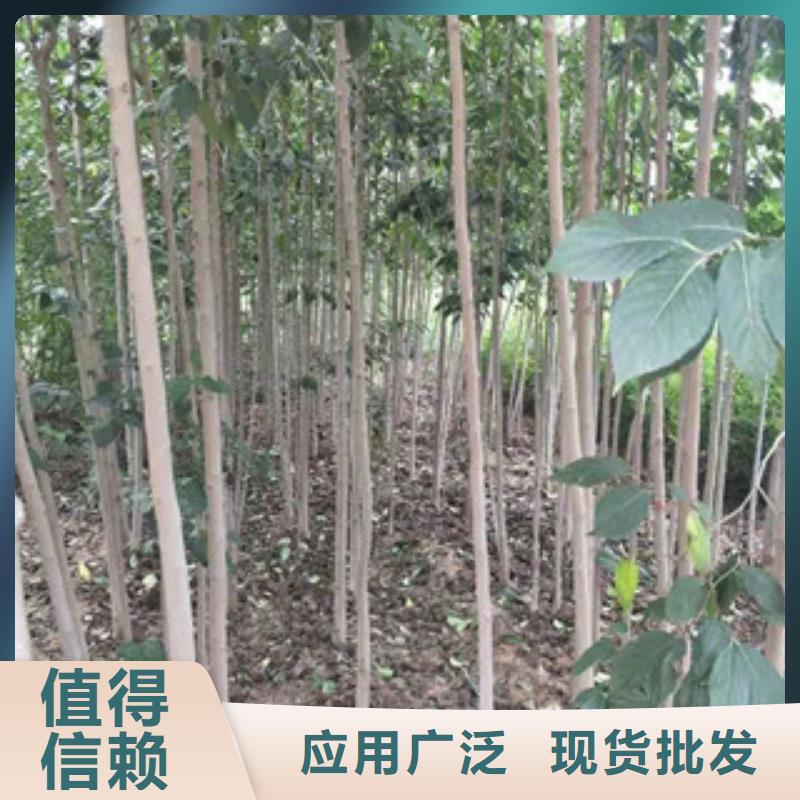 生产商【杜仲】_蓝莓苗诚信商家