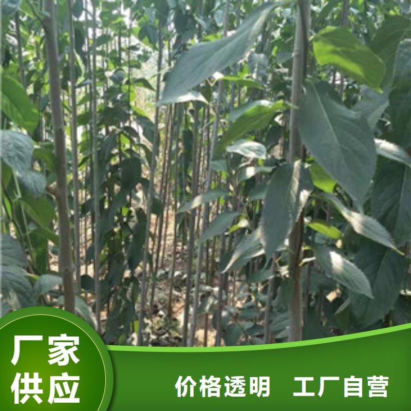【杜仲】,钙果苗厂家直销售后完善-市场覆盖|-阿奇乐乐