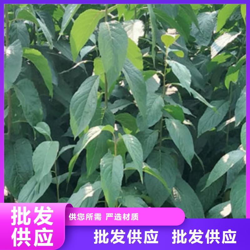 【杜仲】,钙果苗厂家直销售后完善-市场覆盖|-阿奇乐乐