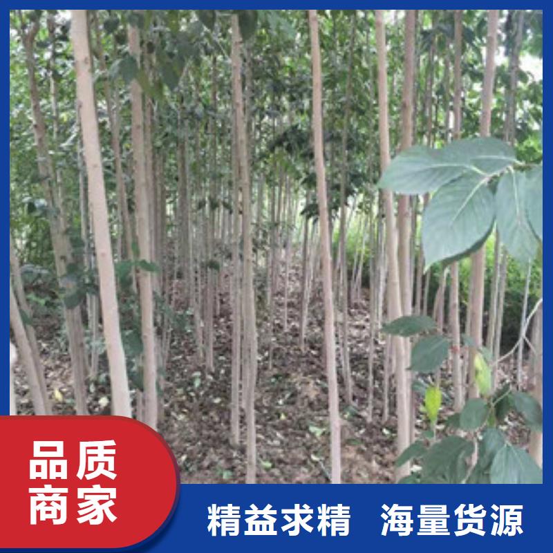 【 杜仲占地果树交货准时】-服务区域包括华安|东山|莆田|宁德|三明|泉州|福州|龙岩|厦门等-产品视频