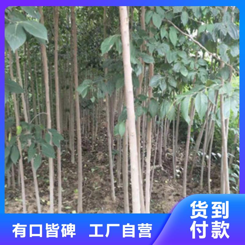 【杜仲】,钙果苗厂家直销售后完善-市场覆盖|-阿奇乐乐