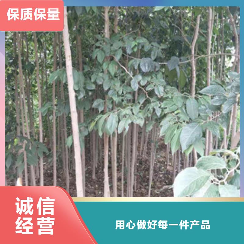 【 杜仲占地果树交货准时】-服务区域包括华安|东山|莆田|宁德|三明|泉州|福州|龙岩|厦门等-产品视频