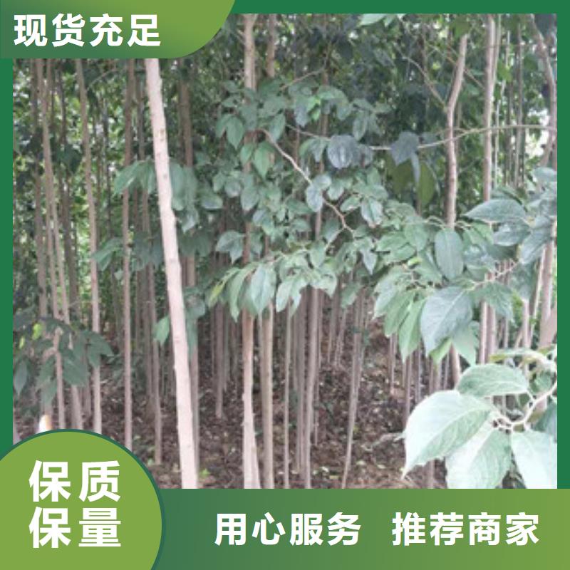 【杜仲】_蓝莓苗诚信商家《正家》