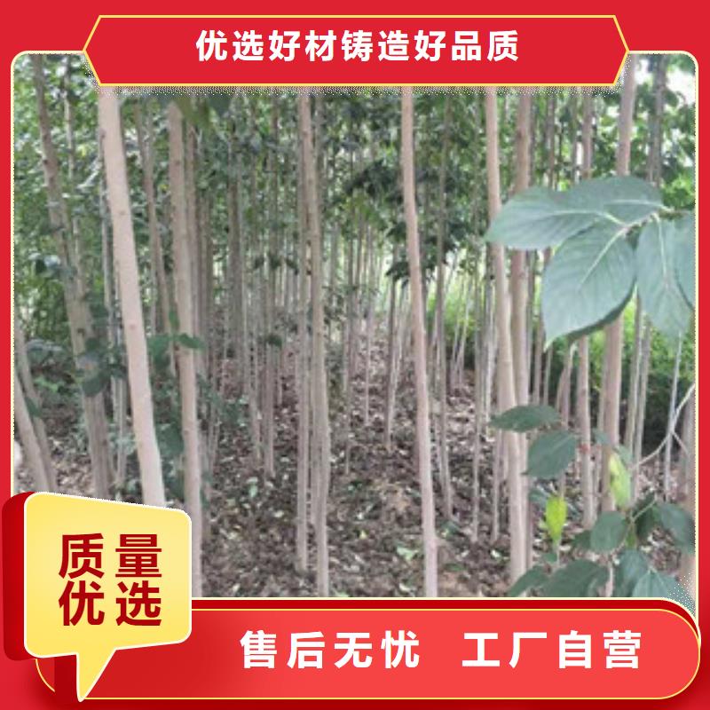 【 杜仲占地果树交货准时】覆盖范围含|华安|漳浦|福州|莆田|三明|龙岩|南平