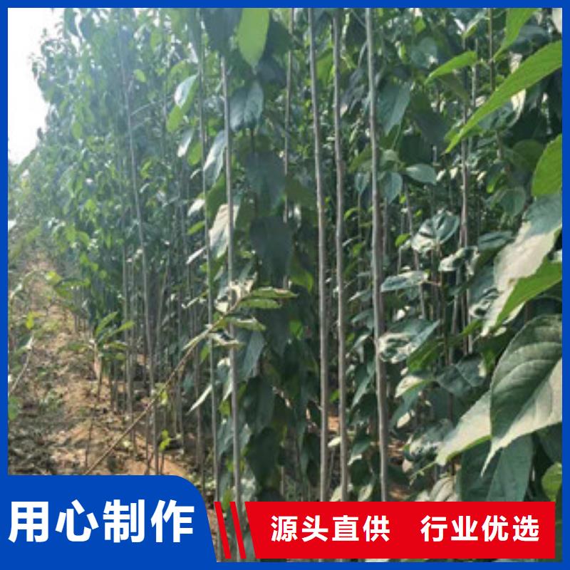 【 杜仲占地果树交货准时】覆盖范围含|华安|漳浦|福州|莆田|三明|龙岩|南平
