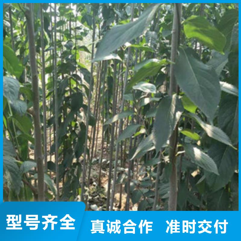 【杜仲】,钙果苗厂家直销售后完善-正家园艺场(澳门分公司)
