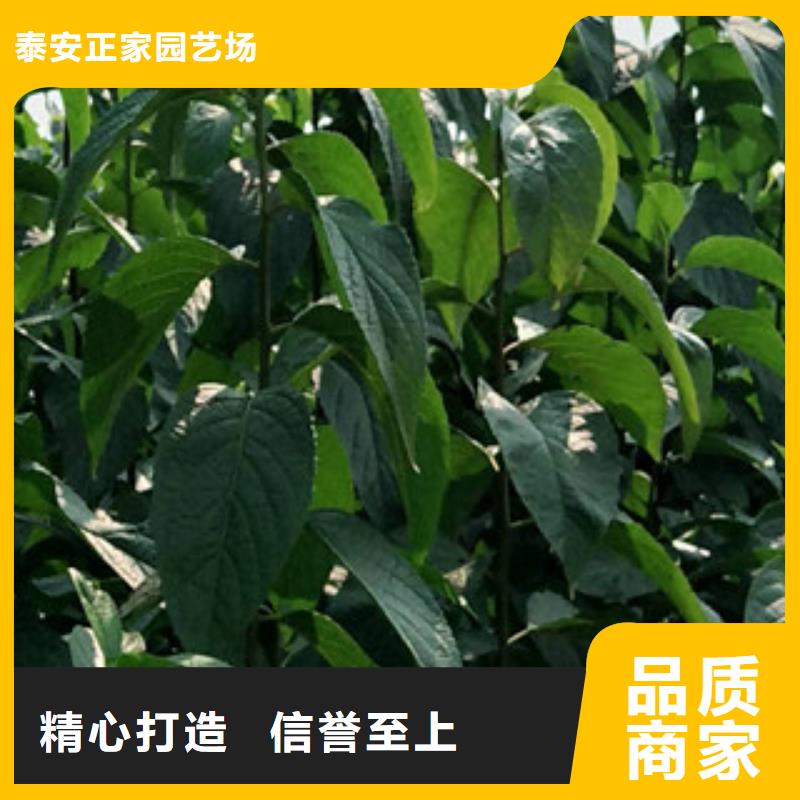 【杜仲】,钙果苗厂家直销售后完善-市场覆盖|-阿奇乐乐
