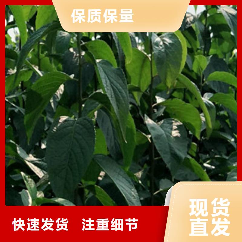 【 杜仲占地果树交货准时】-服务区域包括华安|东山|莆田|宁德|三明|泉州|福州|龙岩|厦门等-产品视频