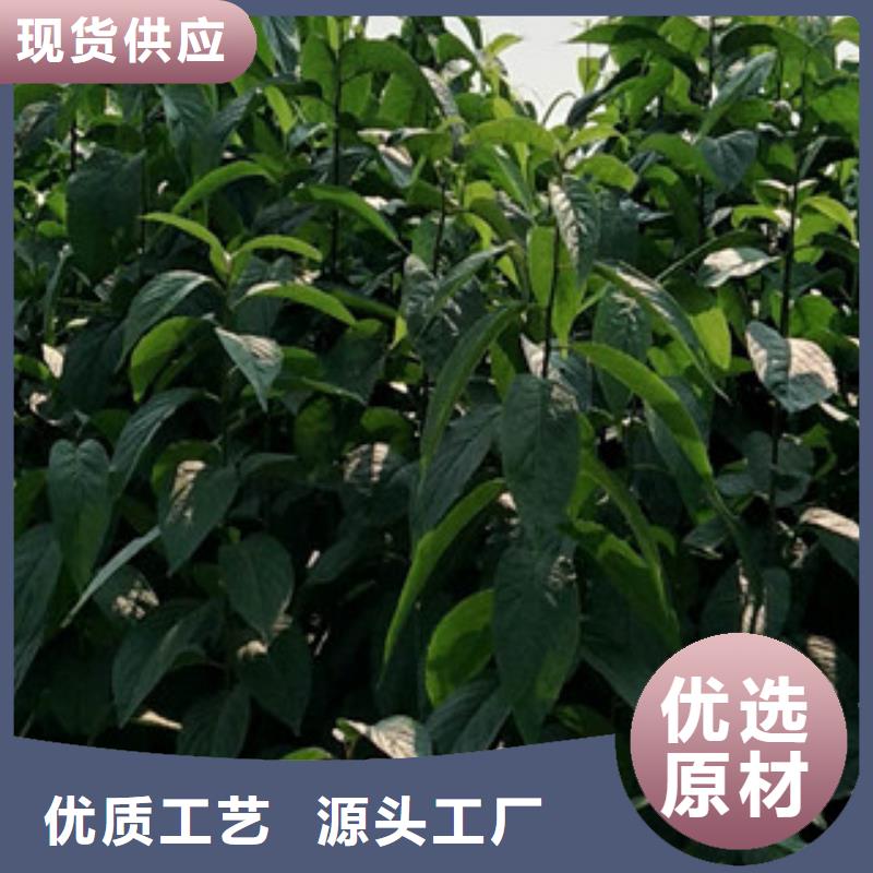 【 杜仲占地果树交货准时】-服务区域包括华安|东山|莆田|宁德|三明|泉州|福州|龙岩|厦门等-产品视频