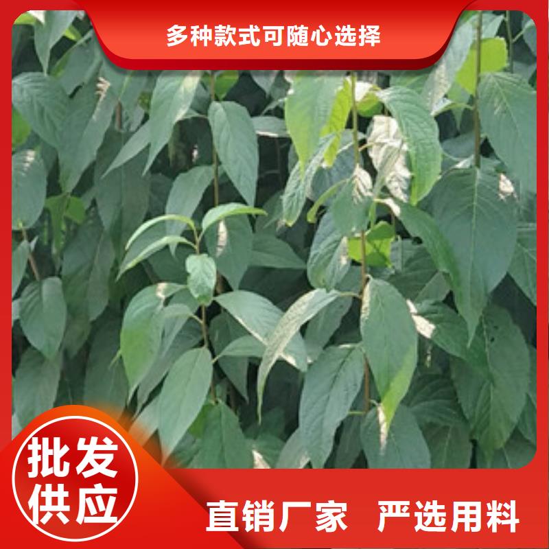 【杜仲】,钙果苗厂家直销售后完善-市场覆盖|-阿奇乐乐