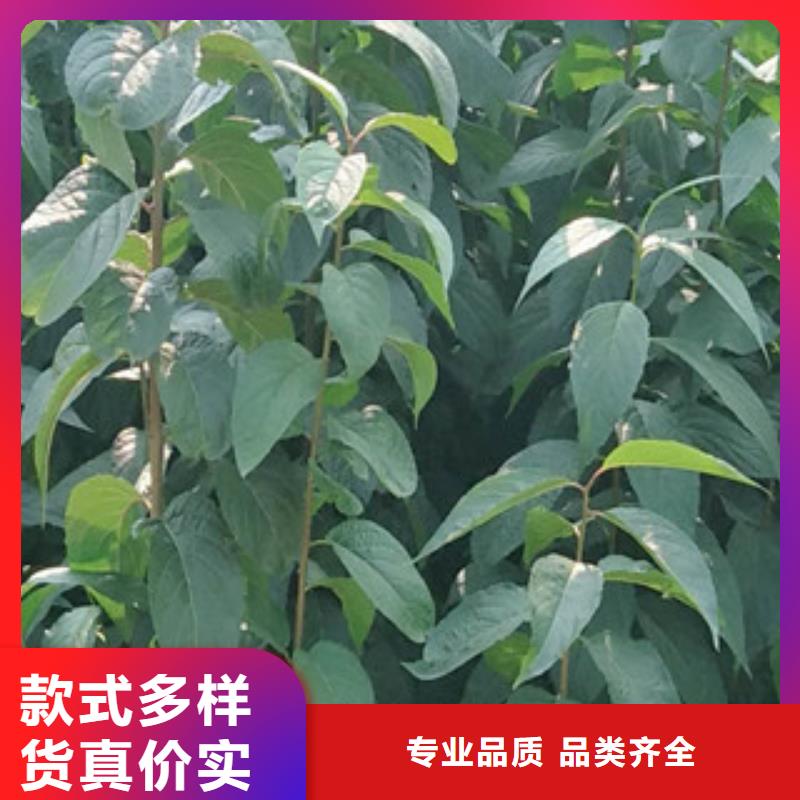 【杜仲】,钙果苗厂家直销售后完善-市场覆盖|-阿奇乐乐