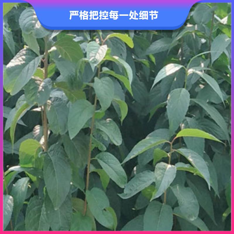 【 杜仲占地果树交货准时】-服务区域包括华安|东山|莆田|宁德|三明|泉州|福州|龙岩|厦门等-产品视频