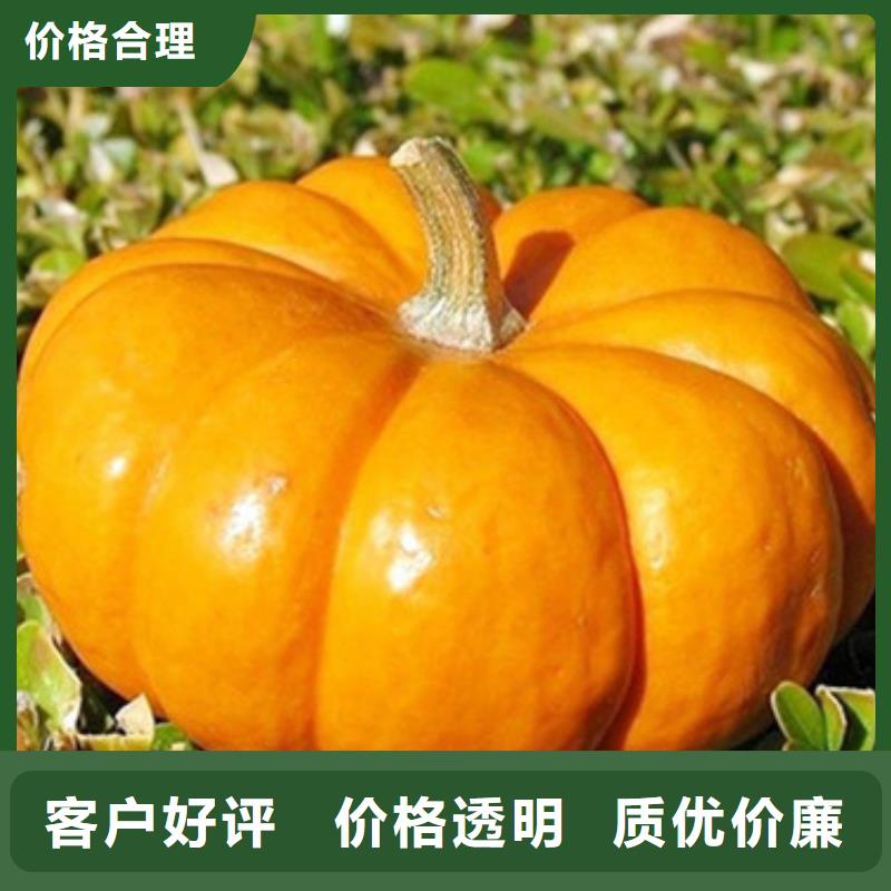 南瓜粒信息