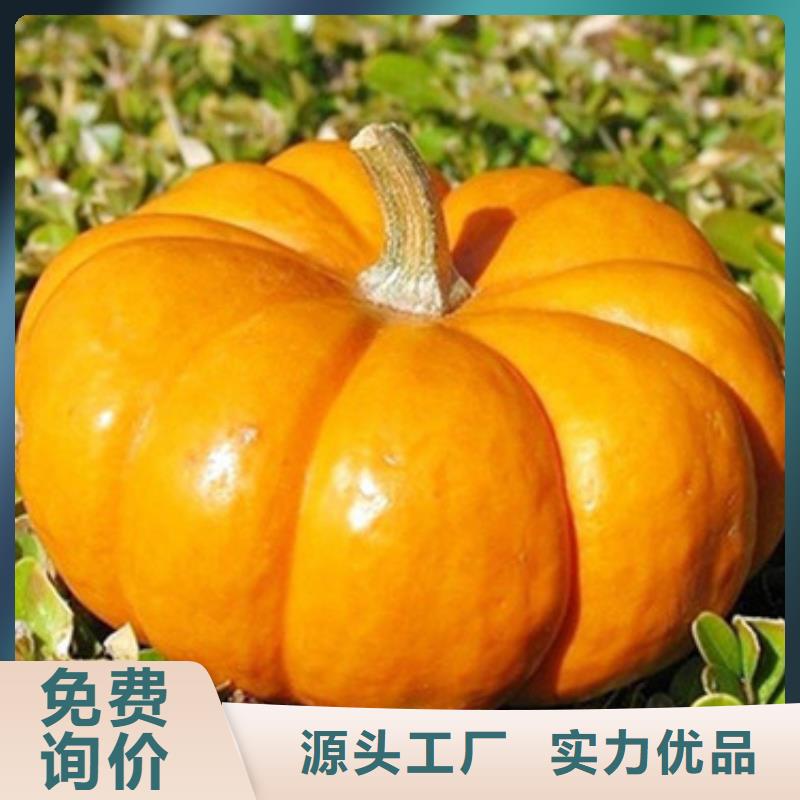 儋州市无皮南瓜丁为您服务