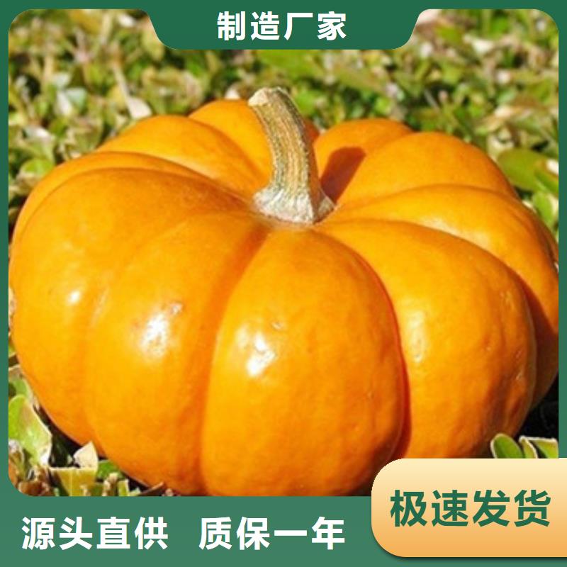 定安县南瓜粒制造厂家