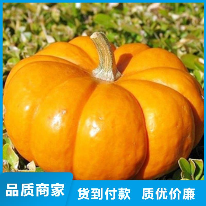 南瓜丁-羽衣甘蓝粉厂家精选
