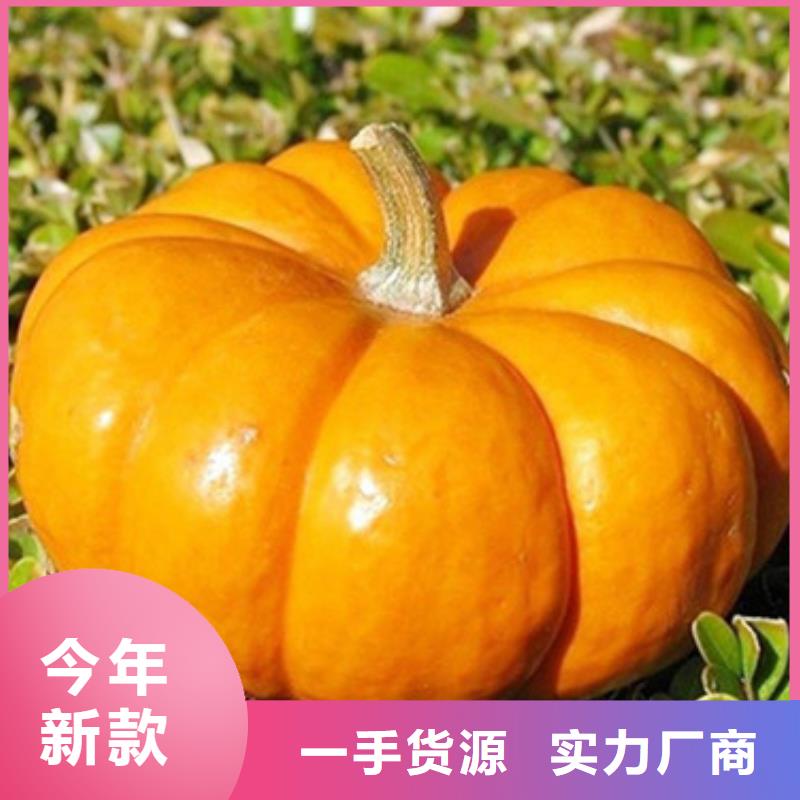 南瓜丁品质保证