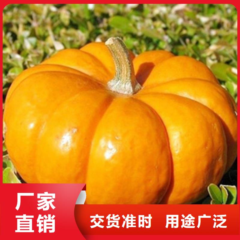 南瓜粒现货供应