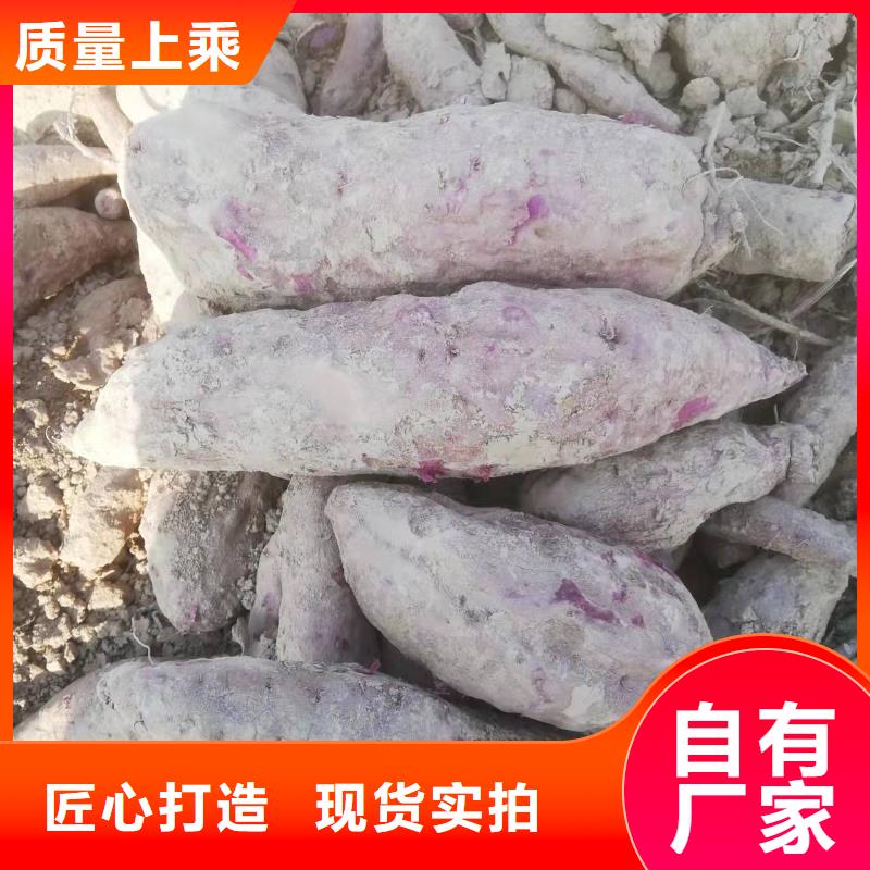 紫薯苗-南瓜粉品质之选