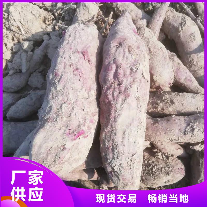 紫薯苗-南瓜粉品质之选